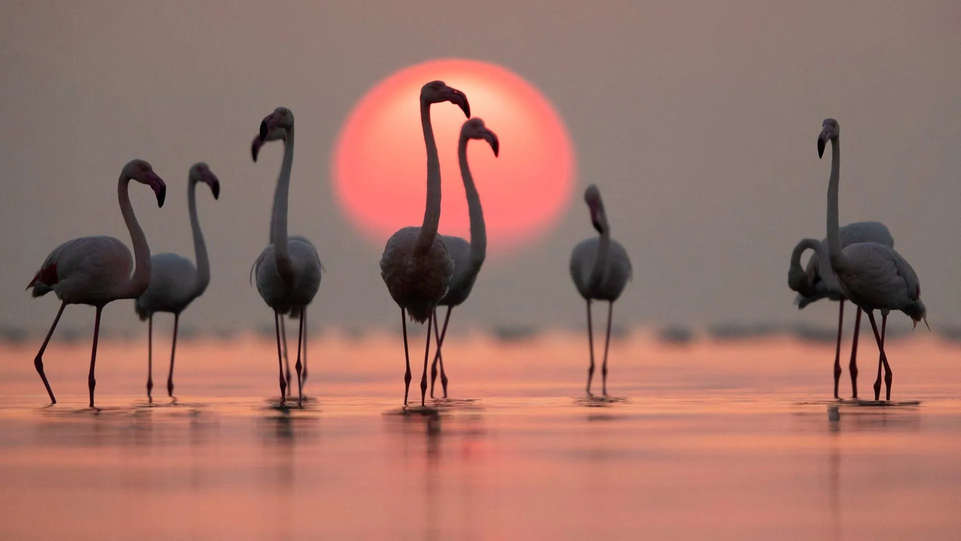 Ras Al Khor flamingos at sunset, the lungs of Dubai Creek
