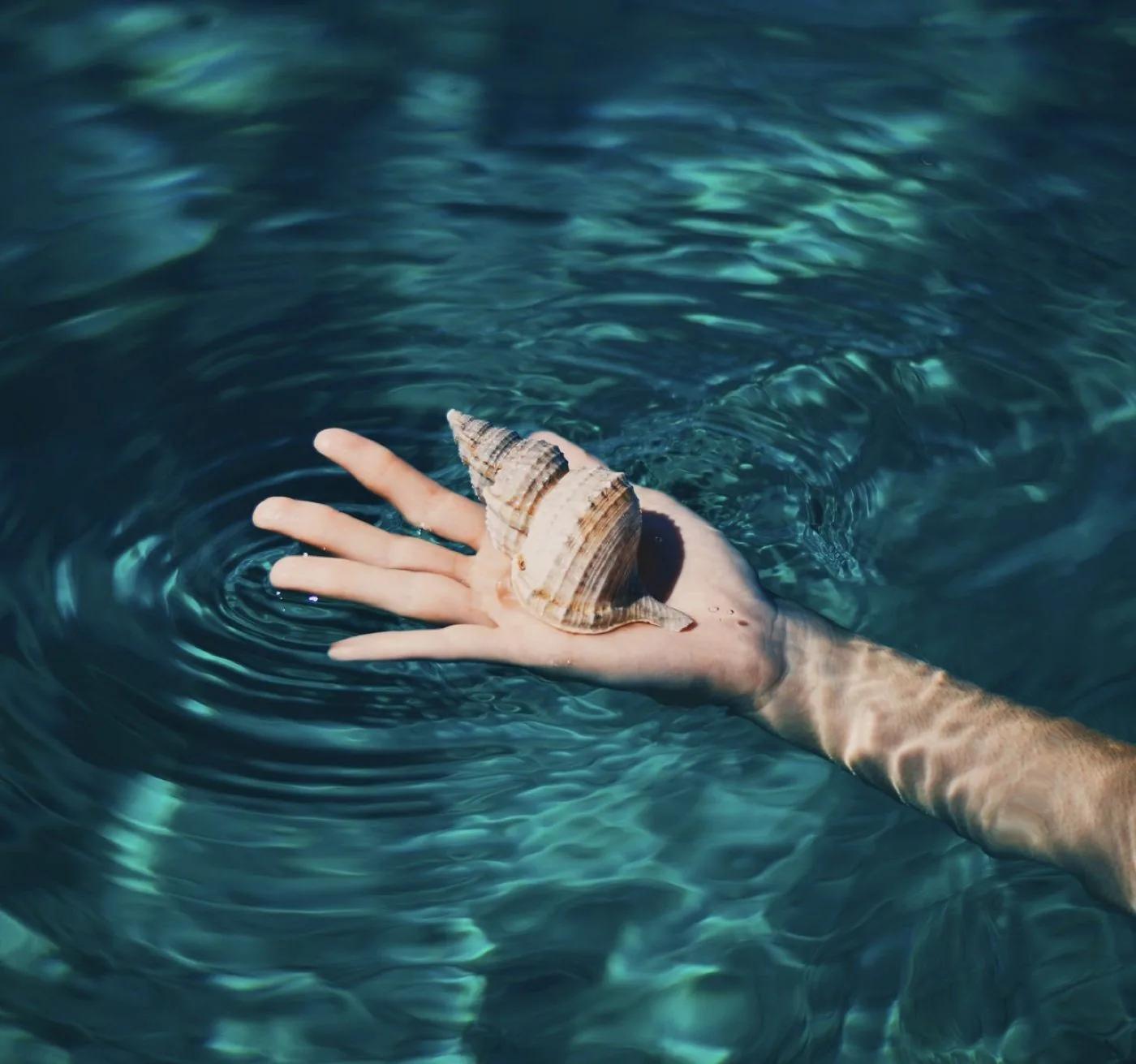 Water, a shell cupped above the surface